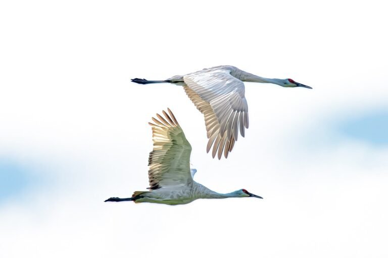 cranes 7445073 1280